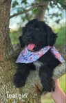 Awesome Aussiedoodles