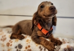 Dachshunds Mini Long-Haired Price Reduced