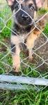 German Shepherd Puppies