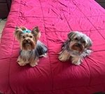 Cute Teacup Yorkie Puppies