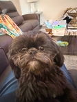 Shihtzu