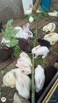 1/2 Price Bunnies