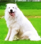 2 Male Great Pyrenese