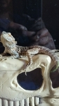 Bearded Dragon