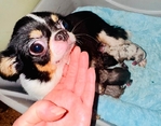 Apple head Chihuahua puppies AKC.