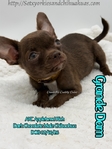 Stunning AKC Green Eyed Male Applehead Chihuahua