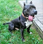 XL American Bully
