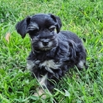 AKC Reg. Miniature Schnauzerd