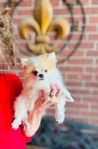 Teacup Pomeranian Female