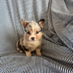 Merle Corgis CKC Registered