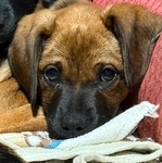 Free puppies for a good home.