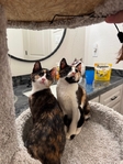 free Calico Kittens