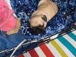 Pug Puppys 6 weeks old