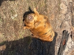 Meat chickens - KuneKune sow and boar