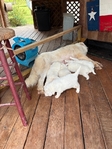 Great White Pyrenees puppies
