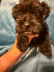 AKC miniature schnauzer