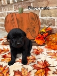 Lab Puppies