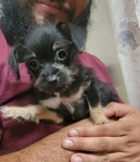 Adorable puppies looking for their fur-ever homes!!