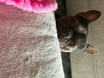 Frenchie male