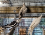 BIRDS BIRDS BIRDS FOR SALE!!!