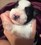 CKC Mini Schnauzers!!