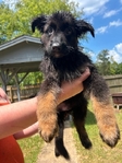 German shepherd puppies