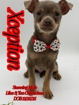 AKC Stunning Lilac & Tan male Chihuahua