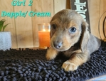 AKC Mini Long-Haired Dachshund Puppies - 5 Available FEB 9