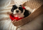 Shih tzu puppy!
