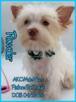 Stunning Tiny AKC Exotic Colored Yorkies