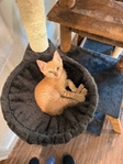 Free male kitten