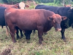 Young herd bulls