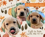 AKC Yellow Labs