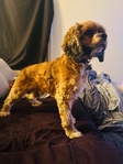 Cocker spaniel