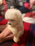 Maltipoo Puppies for sale - Fluffy, Adorable & Family - Raised