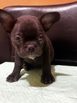 Frenchston Puppies