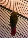 Red factor green cheek conure