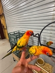 Sun Conures, Quakers, WB Caiques and Flame Macaw