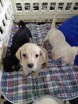 Dogs
