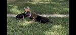 German SHepherd Puppies