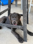 Charcoal Lab Puppies!