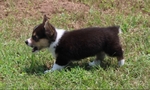 Registered Corgi Male