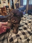 Yorki-Poo
