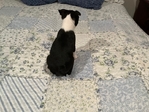 CKC Male Boston Terrier Puppy