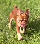 French Bulldog puppies