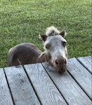 Miniature Horse for sale.