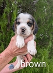 Akc Beagle Puppies