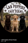 Akc Labrador / Lab Puppies