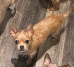 Chihuahuas Available for Adoption