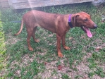 AKC Rhodesian Ridgeback Female
